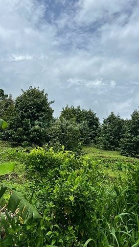 ĐẤT NÔNG NGHIỆP + 10826,8 m2 + LONG KHÁNH. ĐỒNG NAI