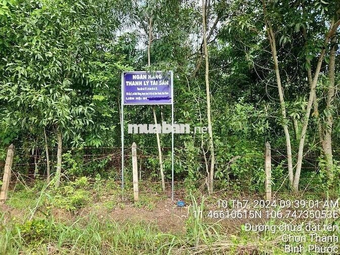 Ngân hàng thanh lý 7136m2 đất Cao su tại Chơn Thành