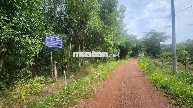 Ngân hàng thanh lý 7136m2 đất Cao su tại Chơn Thành