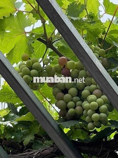 Mặt tiền Liên Cảng Phước Khánh