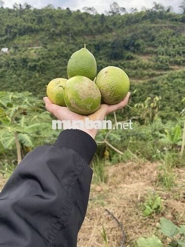 Mặt tiền Liên Cảng Phước Khánh