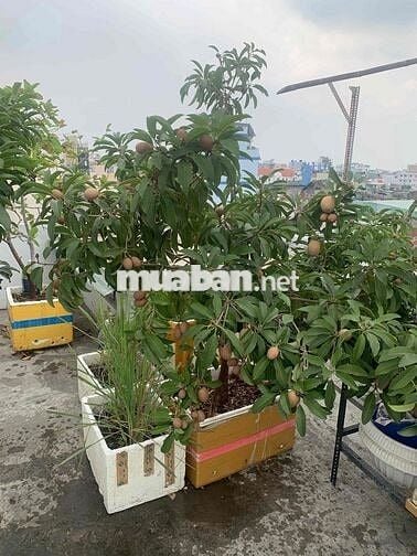 Nhà trọ Quận Tân Bình có ban công