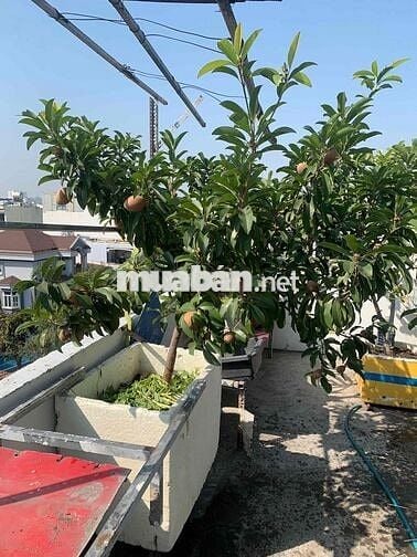 Nhà trọ Quận Tân Bình có ban công