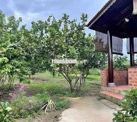 BÁN ĐẤT THỔ CƯ 500m2 650 TRIỆU BAO SANG SỔ HỒNG RIÊNG