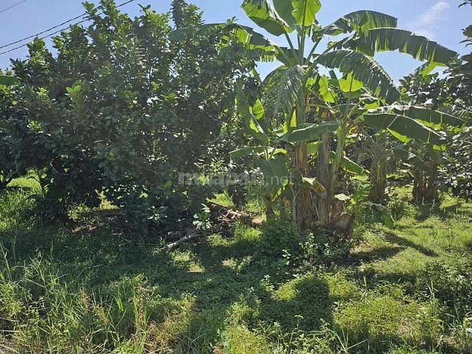 BÁN ĐẤT VƯỜN SẴN CÂY 1000m2 , ĐỒNG PHÚ, ĐỒNG NAI