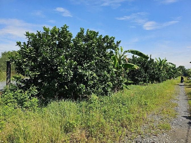 BÁN ĐẤT VƯỜN SẴN CÂY 1000m2 , ĐỒNG PHÚ, ĐỒNG NAI