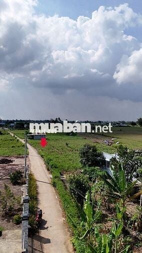 🌟• DT : 150m². Giá :190 triệu tại cù lao Tân Phú Đông, Tiền Giang