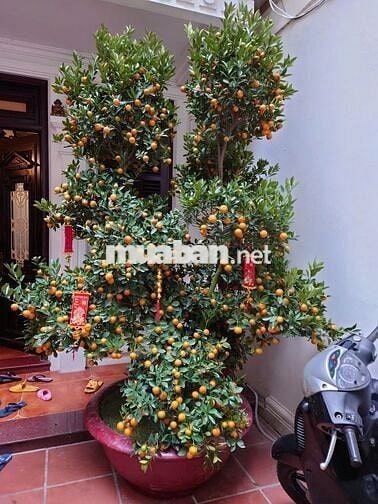 BÁN NHANH BIỆT THỤ SÂN VƯỜN khu phố ẩm thực Đảo NgọcNgũ Xá P.Trúc Bạch