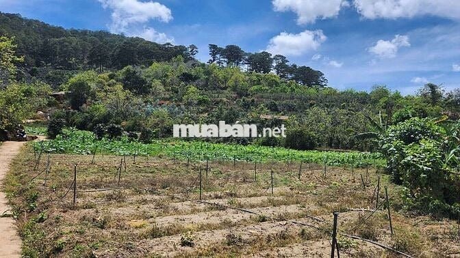 Chủ gửi bán lô đất Lâm Hà, Lâm Đồng giá chỉ 650tr