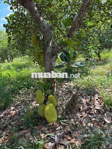 Chủ gửi bán lô đất Lâm Hà, Lâm Đồng giá chỉ 650tr