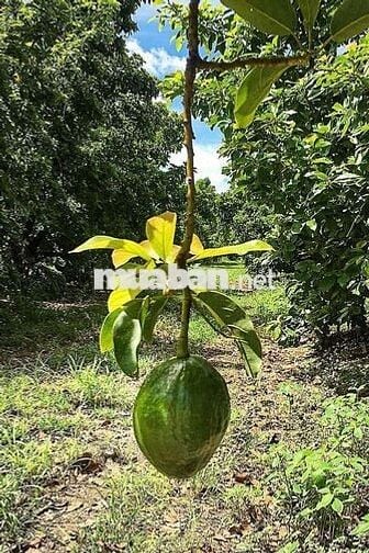 Chủ gửi bán lô đất Lâm Hà, Lâm Đồng giá chỉ 650tr