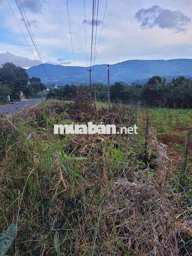 SIÊU HOT – CẦN SANG NHƯỢNG GẤP LÔ ĐẤT MẶT TIỀN NHỰA CHÍNH ĐÔNG THANH 6