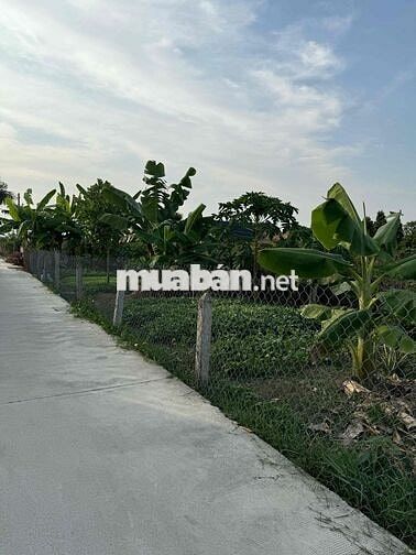 423m2 Thổ + CLN xã Long Hựu Tây, huyện Cần Đước, Long An