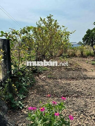 423m2 Thổ + CLN xã Long Hựu Tây, huyện Cần Đước, Long An