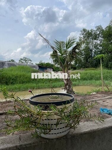 Nhà vườn ven rạch có 200m thổ cư giá 999tr - cách SG 65km