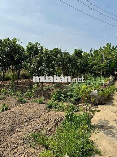 423m2 Thổ + CLN xã Long Hựu Tây, huyện Cần Đước, Long An