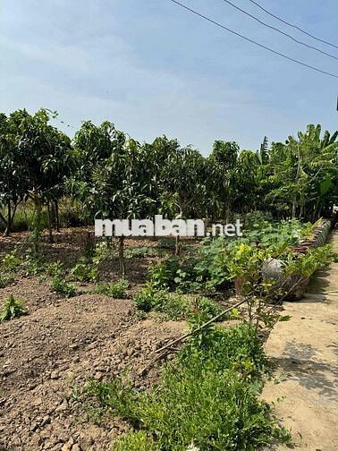 423m2 Thổ + CLN xã Long Hựu Tây, huyện Cần Đước, Long An