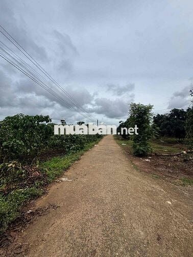 🌿 BÁN ĐẤT SIÊU RẺ ĐINH VĂN, LÂM HÀ – GIÁ CHỈ 435 TRIỆU/LÔ 🌿