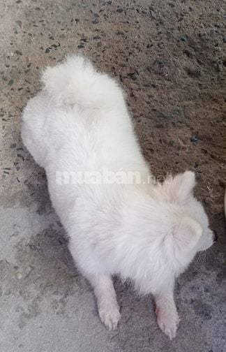 Cún Phóc Cái Thuần Chủng - Lông Trắng Mắt Xanh 