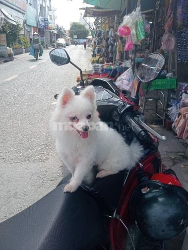 Cún Phóc Cái Thuần Chủng - Lông Trắng Mắt Xanh 