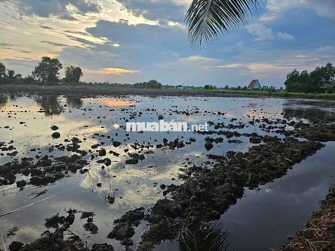 NGỘP, NGỘP 3.268M2 ĐẤT RUỘNG SIÊU ĐẸP GIÁP RANH HCM, 62M MẶT TIỀN KÊNH