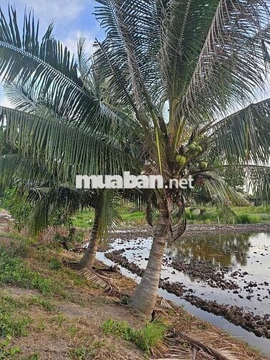 NGỘP, NGỘP 3.268M2 ĐẤT RUỘNG SIÊU ĐẸP GIÁP RANH HCM, 62M MẶT TIỀN KÊNH