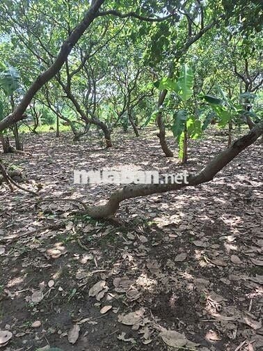 600m2 đất mặt tiền đường Dư Khánh Bình Dương