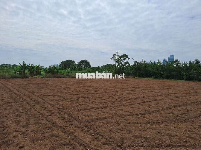 Cần bán đất bãi sông Hồng, ngõ 76 An Dương đi vào, 550 tr 1 sào, KMC