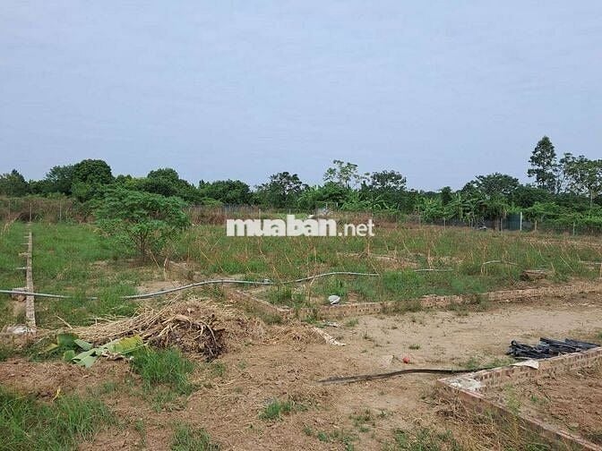 Cần bán đất bãi sông Hồng, ngõ 76 An Dương đi vào, 550 tr 1 sào, KMC