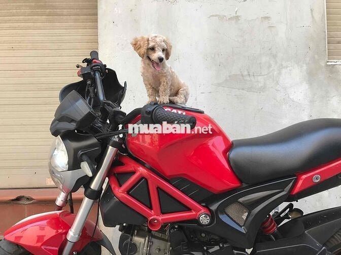 Độc bản Dukati Monster cháy phố!!