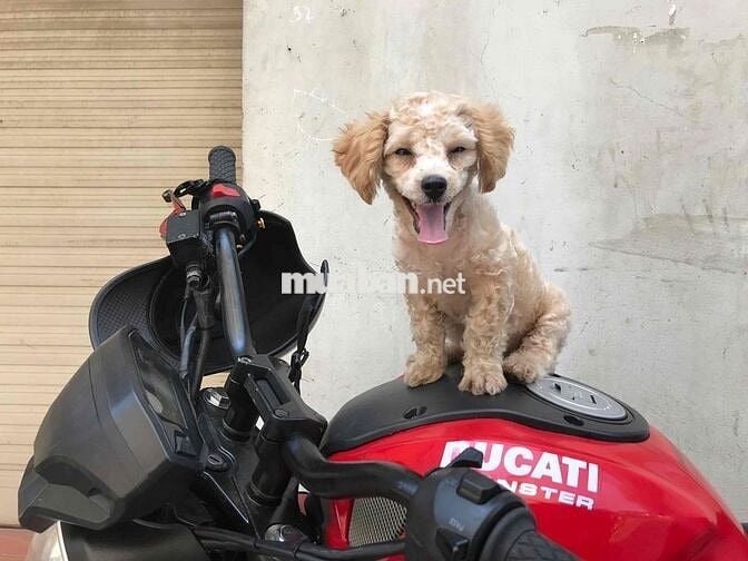 Độc bản Dukati Monster cháy phố!!