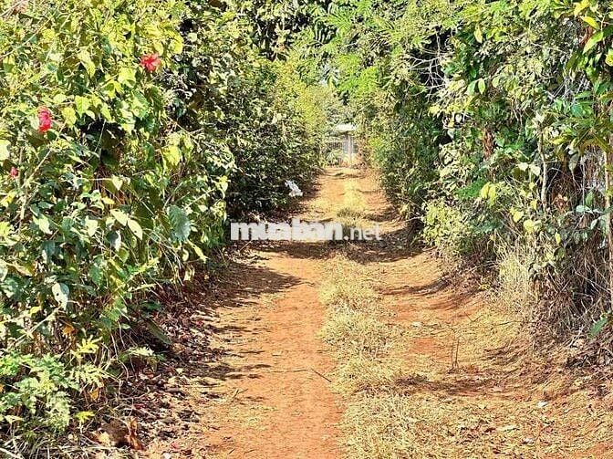 🌈Bán 2 sào 2 Thôn 1 Đạt Lí 🌈