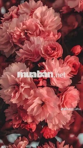 Nhà 4 tầng trung tâm q11 ( 4,2m x13m) Lê Đại Hành