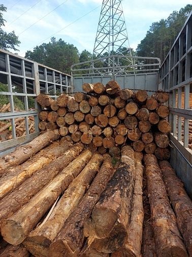 Bán gỗ Dầu, Sao, Căm se, Thông, Keo tràm... xẻ theo qui cách yêu cầu
