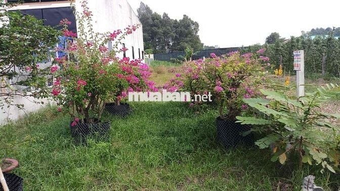 Đất sổ hồng 329m đường số 16 xã Củ Chi