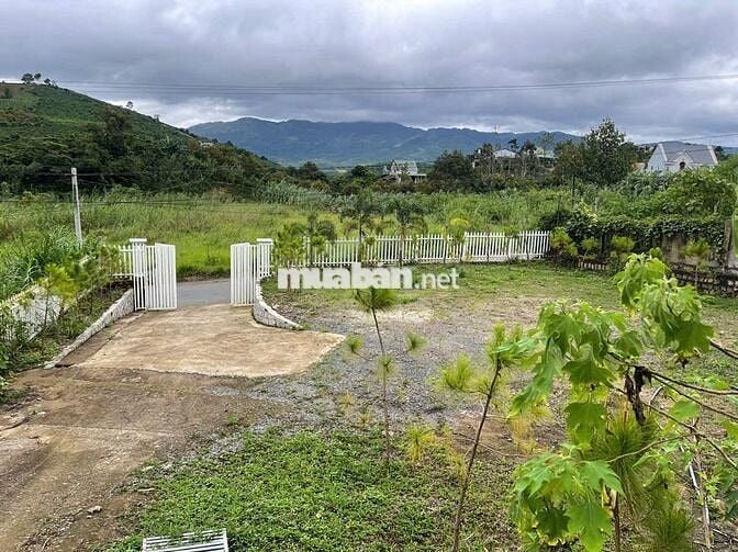 VIEW SĂN MÂY ĐỒI BÁT ÚP – MT B'LAO SIRE ĐẠI LÀO 3514M2 SẴN 300M THỔ CƯ