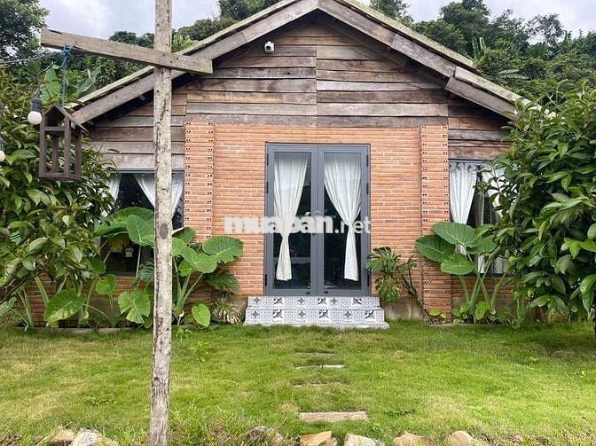 VIEW SĂN MÂY ĐỒI BÁT ÚP – MT B'LAO SIRE ĐẠI LÀO 3514M2 SẴN 300M THỔ CƯ