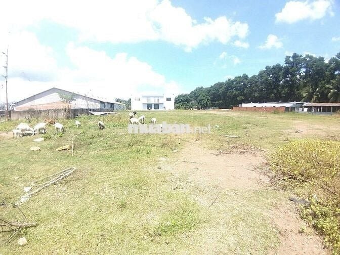 Bán đất Cần Đước Long An có sẵn nhà văn phòng, kho CÓ 1 PHẦN THỔ