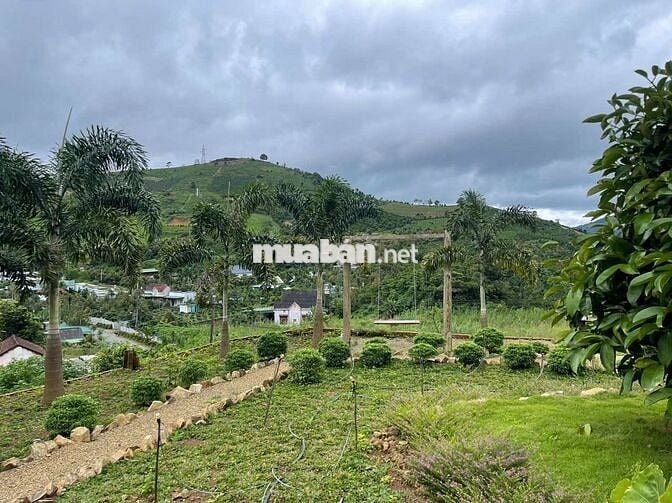 VIEW SĂN MÂY ĐỒI BÁT ÚP – MT B'LAO SIRE ĐẠI LÀO 3514M2 SẴN 300M THỔ CƯ