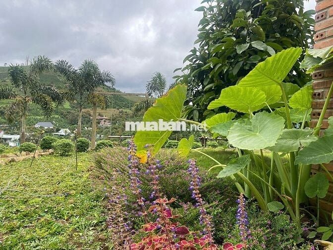 VIEW SĂN MÂY ĐỒI BÁT ÚP – MT B'LAO SIRE ĐẠI LÀO 3514M2 SẴN 300M THỔ CƯ