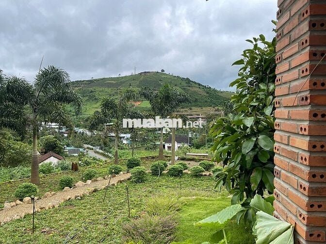 VIEW SĂN MÂY ĐỒI BÁT ÚP – MT B'LAO SIRE ĐẠI LÀO 3514M2 SẴN 300M THỔ CƯ