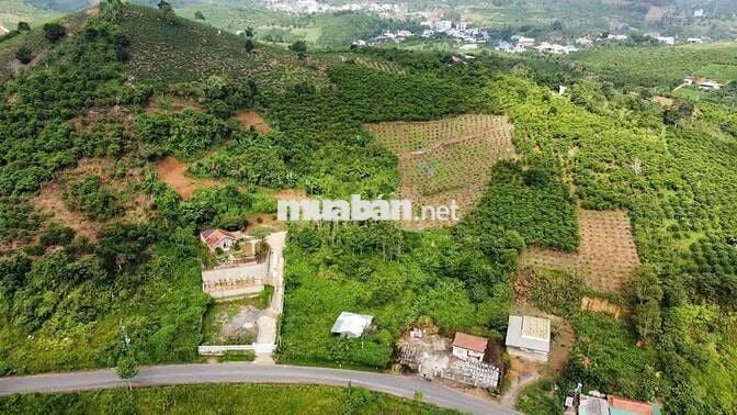 VIEW SĂN MÂY ĐỒI BÁT ÚP – MT B'LAO SIRE ĐẠI LÀO 3514M2 SẴN 300M THỔ CƯ