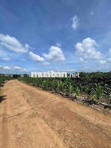 Mới sáng ra nhận tin: lô đất ngay trung tâm Tân Hội chỉ 680 triệu 😳 Kh