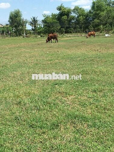 1019 M2 đất nông nghiệp 1/ Đường Láng Cẫm, Xã Đức Lập, Long An