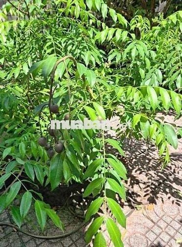 Cho thuê nhà vườn 291,7m2, (3PN), phường Trung Dũng, Biên Hoà.