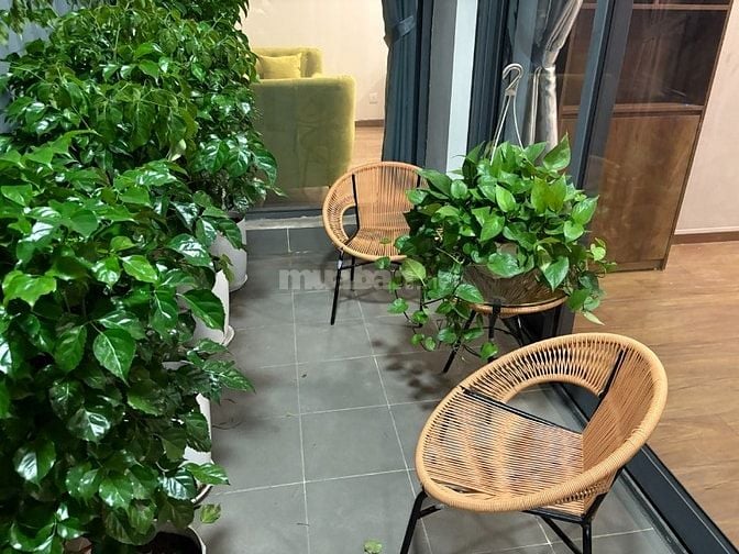 Cho thuê căn hộ cao cấp Discovery Complex, Cầu Giấy