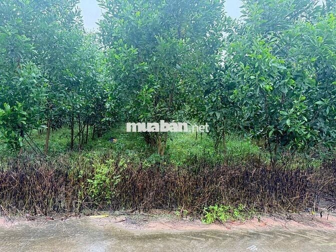 Bán đất an viễn gần kcn giá đầu tư sổ riêng thổ cư 5x20