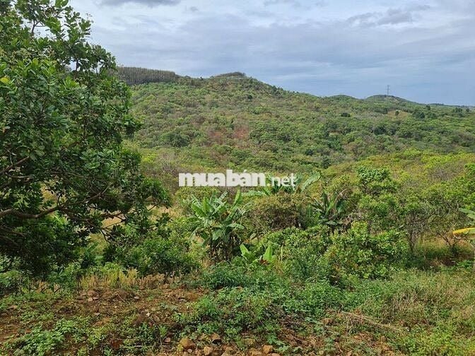 Chủ lớn tuổi không canh tác gửi bán 1.3ha đất vườn giá 650 triệu.