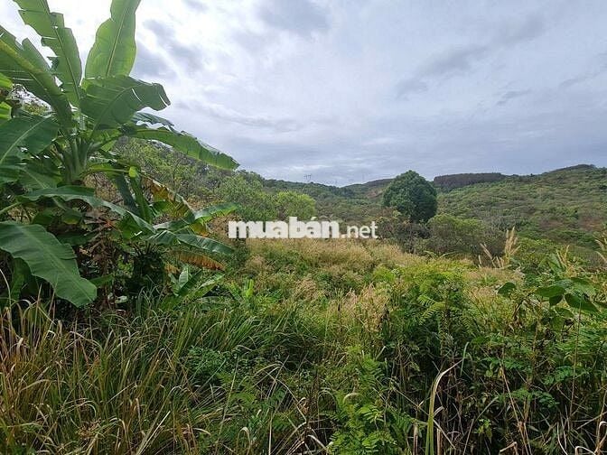 Chủ lớn tuổi không canh tác gửi bán 1.3ha đất vườn giá 650 triệu.