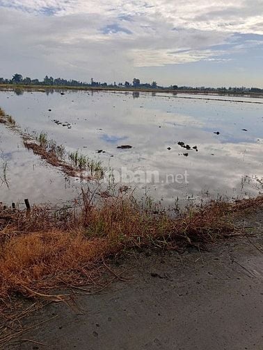 Cần bán gấp đất ruộng phi thông 